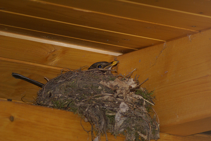 swallow's nest, fuglerede, reir, fuglen, Schwalbe, rase