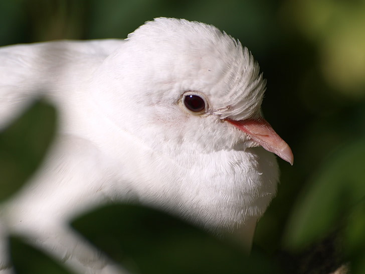 dove, white dove, white, bill, bird, close, bird portrait