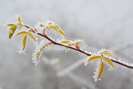 rime, frost, hoary, winter, cold, ice, nature