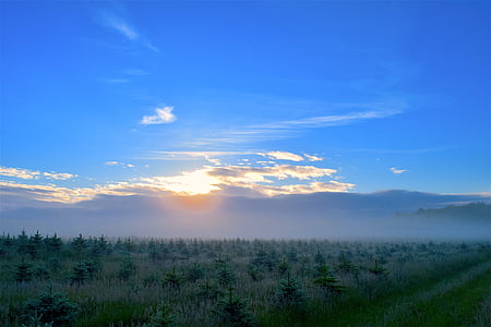 solopgang, felt, tåge, fyrretræer, morgen, landskab, natur