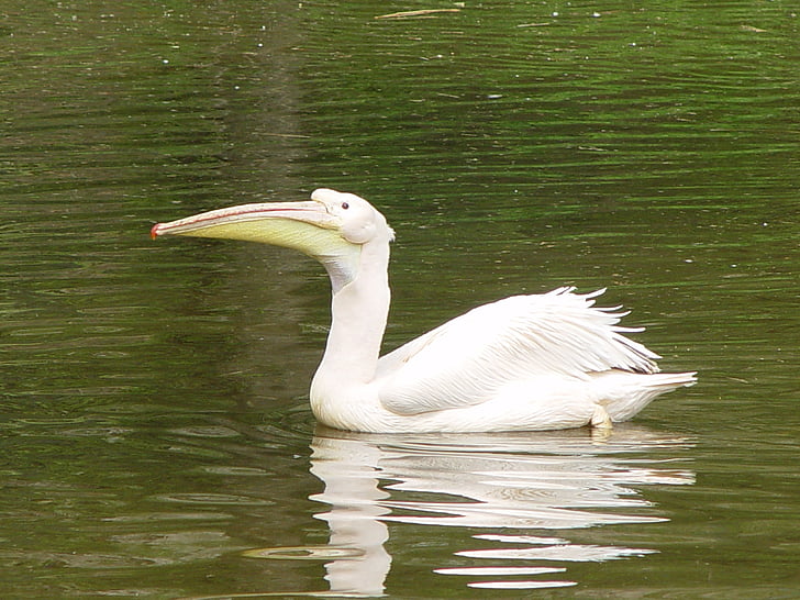 pelican, white, water, bird