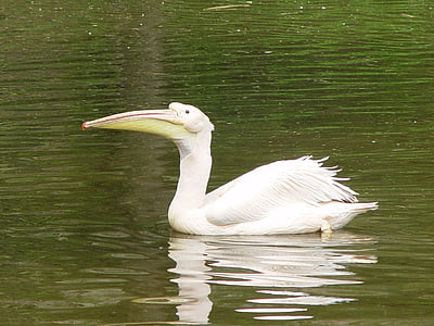 Pelican, hvit, vann, fuglen