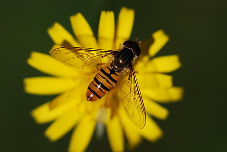hoverfly, perched, yellow, petaled, flower, closeup, photo