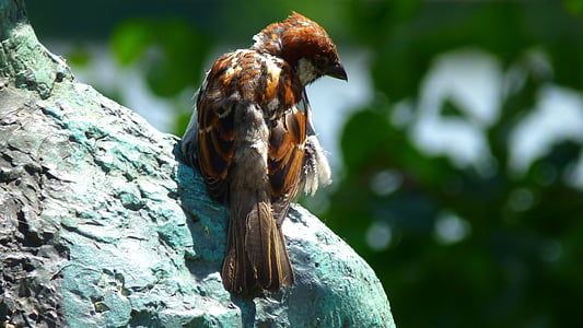 sperling, sparrow, close, bird, animal, sitting, nature
