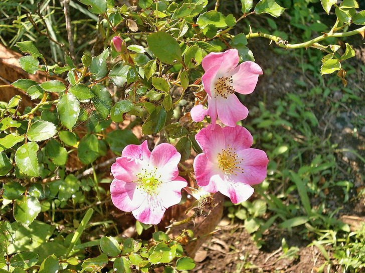 steg, miniature roser, lyserød blomst, rosenhaven