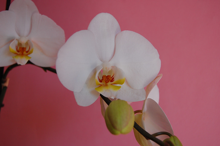 Orchid, lill, valge, eksootiline, loodus, õitsemise