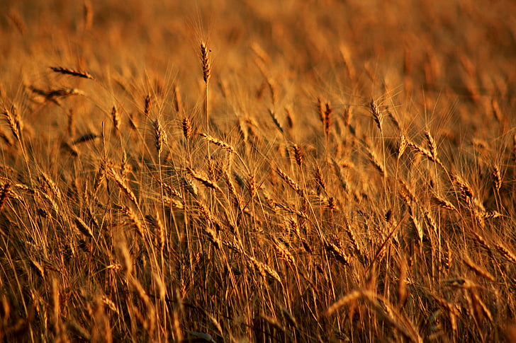 spike, field, wheat, seed, mardin, agriculture, nature
