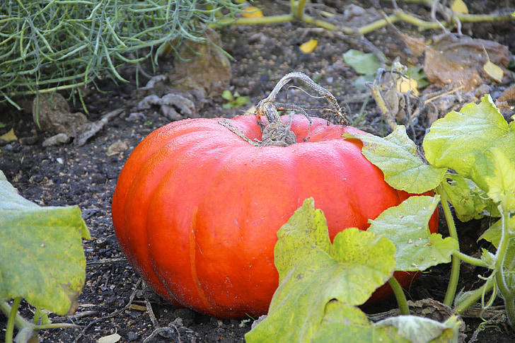 pumpkin, cucurbita, plant, autumn, vegetable, agriculture, farm
