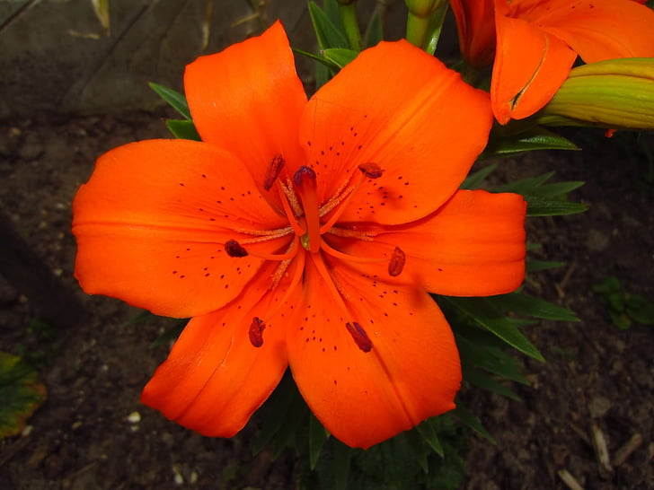 květ, Bloom, červená, závod, Zavřít