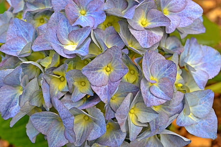 Hortensja, kwiaty, liliowy, Lawenda, niebieski, Bush, wiosna