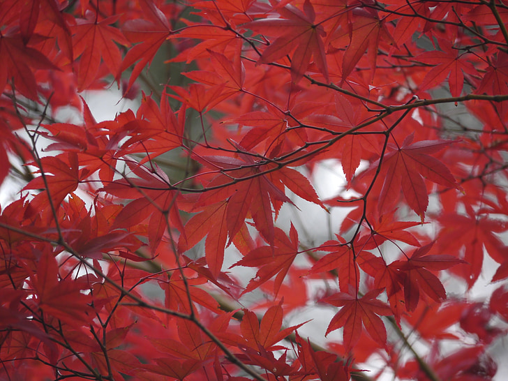 hojas otoñales, rojo, Arce