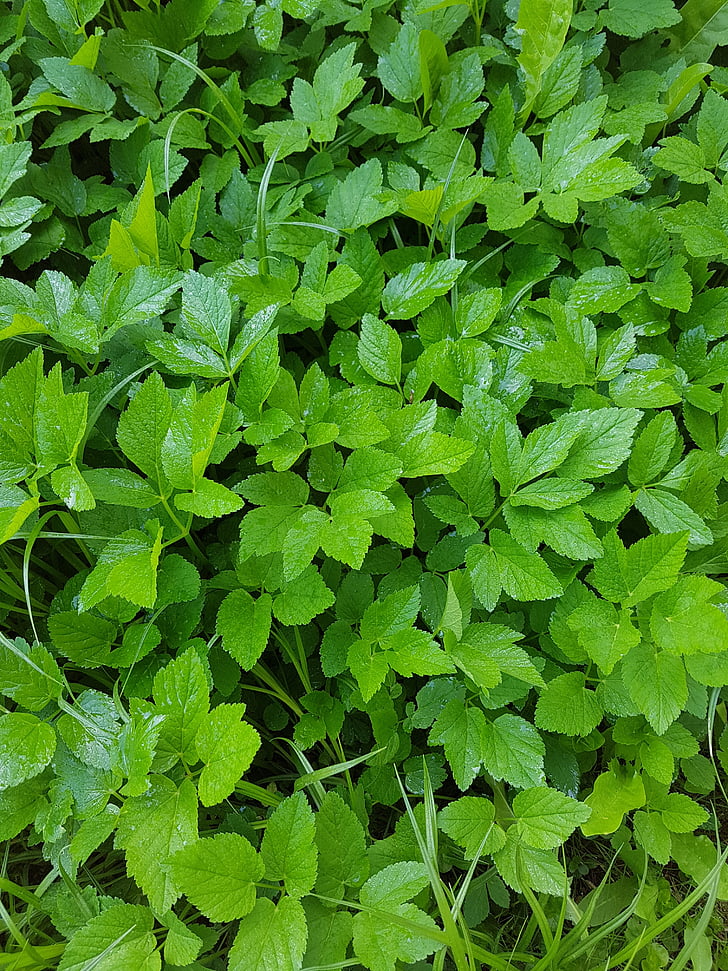 green, plant, leaf, nature, green Color, backgrounds, outdoors