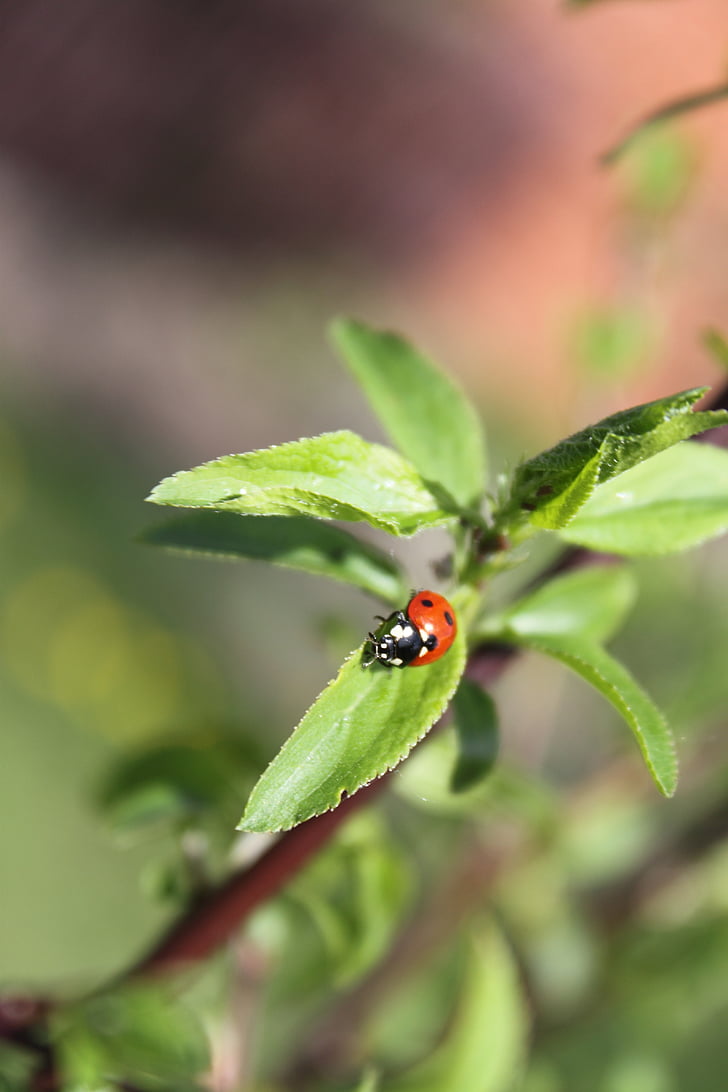 ladybug, jabłonka, tree, summer, nature, insect, plant
