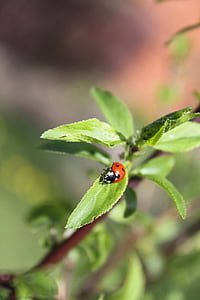 Ladybug, jabłonka, treet, Sommer, natur, insekt, anlegget