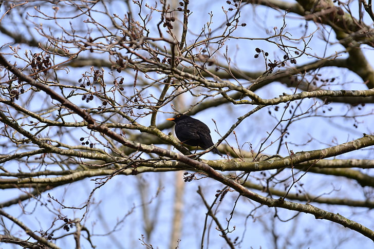 Blackbird, true, manette des gaz, oiseau, noir, animal, nature