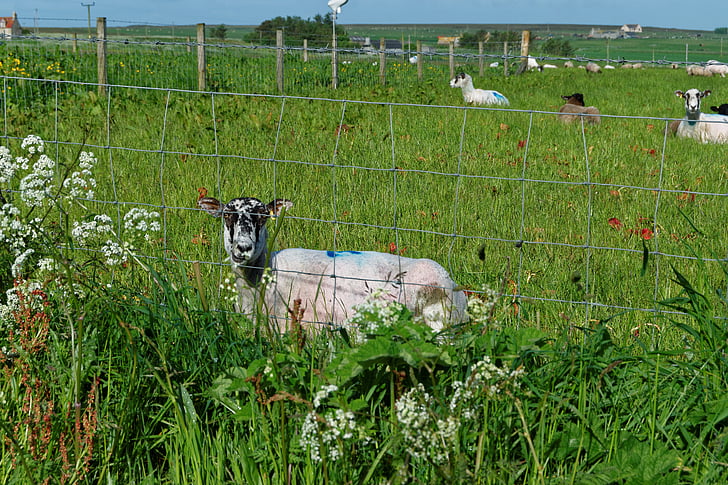 sheep, field, farm, nature, grass, agriculture, green
