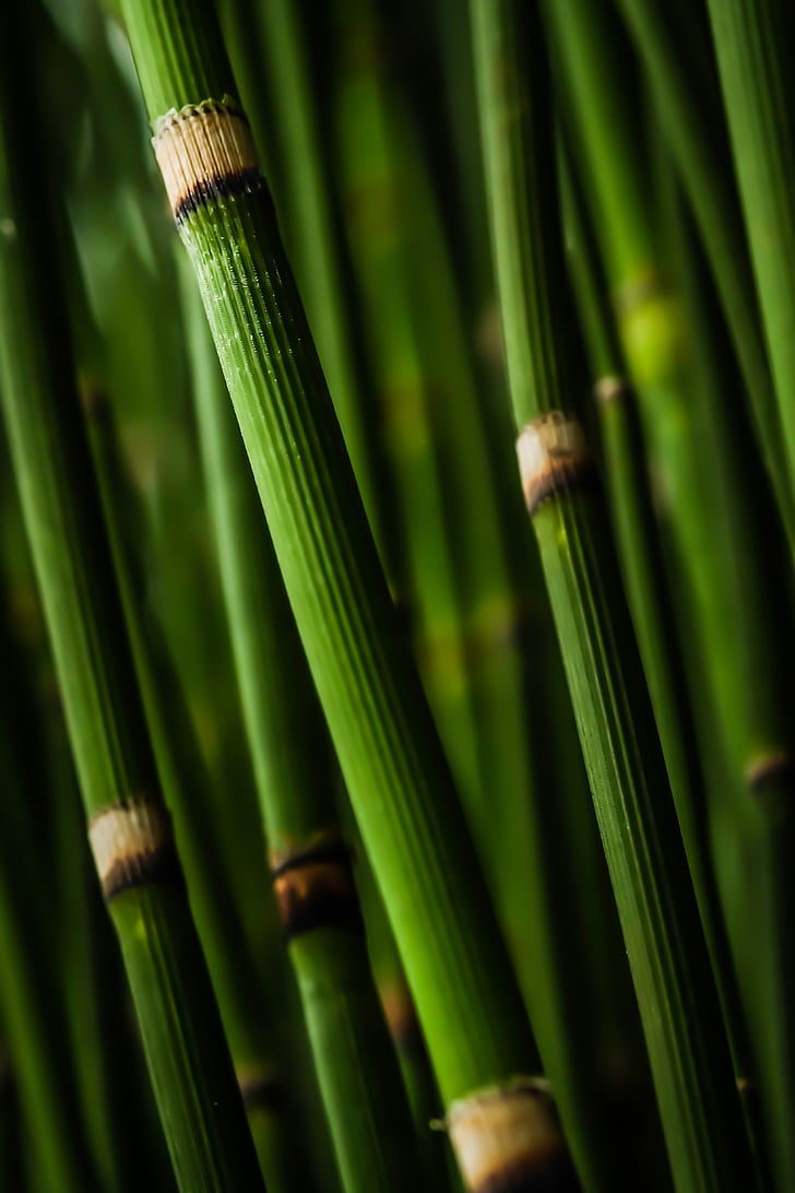 bamboo, green, nature, tree