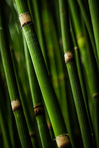 bambus, grøn, natur, træ