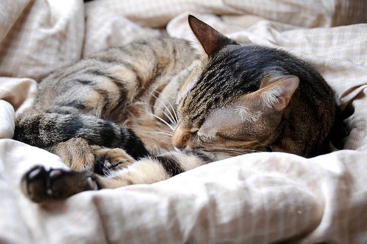 γάτα, κατοικίδιο ζώο, στον ύπνο τους τον ουρανίσκο, κατοικίδια γάτα, κατοικίδια ζώα, ζώο, Χαριτωμένο