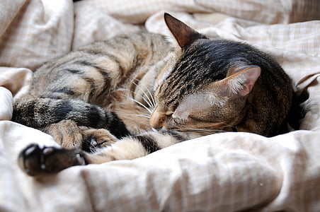 Kot, zwierzętom, Śpiące ich podniebienia, Kot domowy, zwierzęta, zwierząt, ładny