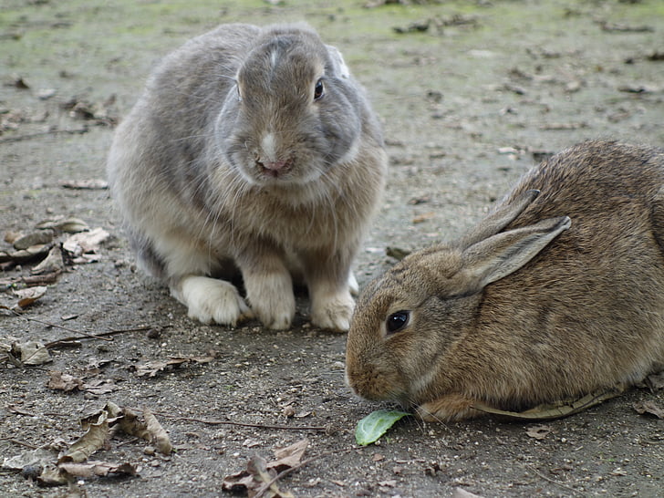 kanin, Rabbit island, -utvalg, lunsj