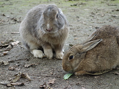 conejo, Isla de los conejos, -gama, almuerzo