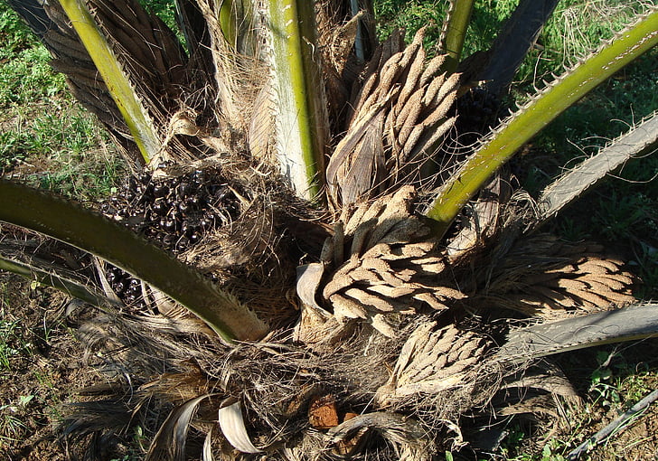 olja palm, frukt gäng, manliga blomma, trädgårdsodling, Karnataka, Indien