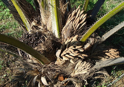 kelapa sawit, tandan buah, Laki-laki bunga, Hortikultura, Karnataka, India