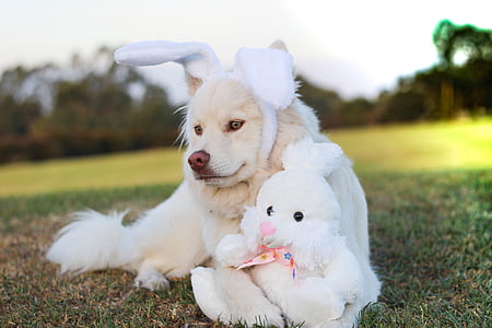 cucciolo, cane, Lapphund, finnishlapphund, Pasqua, caccia all'uovo di Pasqua, coniglietto di Pasqua