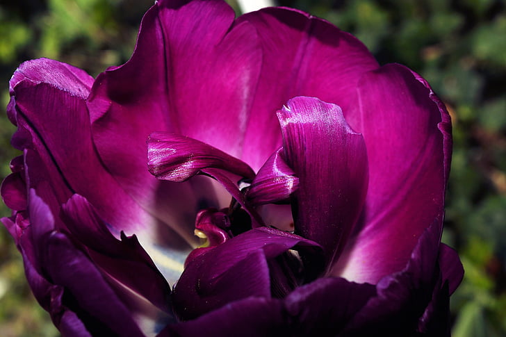 Tulipán, květ, Bloom, barevné, makro, fialová, Krásné