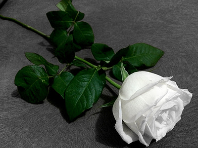 Rosa, balta, Gamta, gėlė, subtilus, grožio