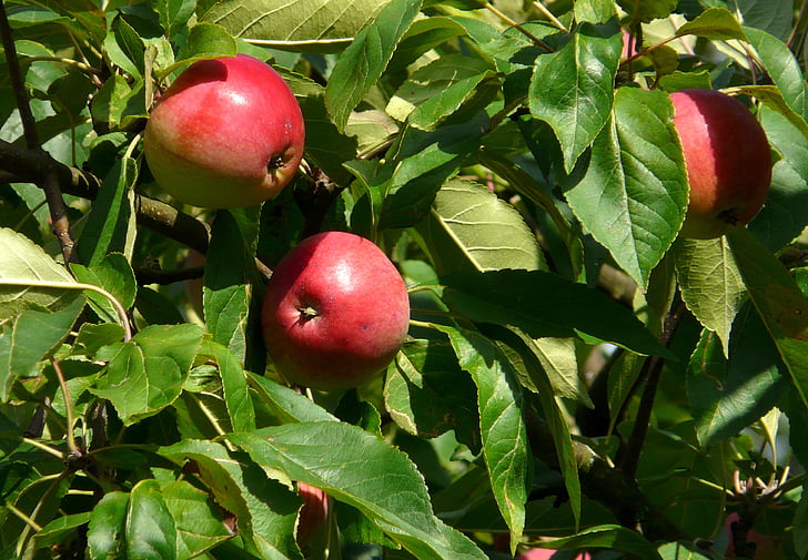 Alma, gyümölcs, almafa, levelek, zöld, piros, szaftos