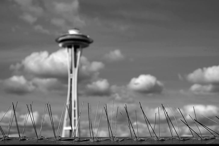 kolce ptak, chmury, Seattle, Seattle space igły, niebo, wieży Space needle, nie ma ludzi