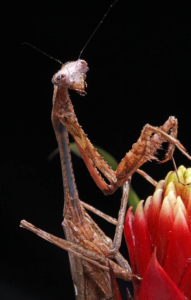 Praying mantis, close-up, macro, retrato, detalhes, inseto, feio