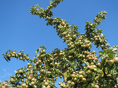 Malus domestica, árbol de manzana, fruta, rama, manzanas, madura, cultivo