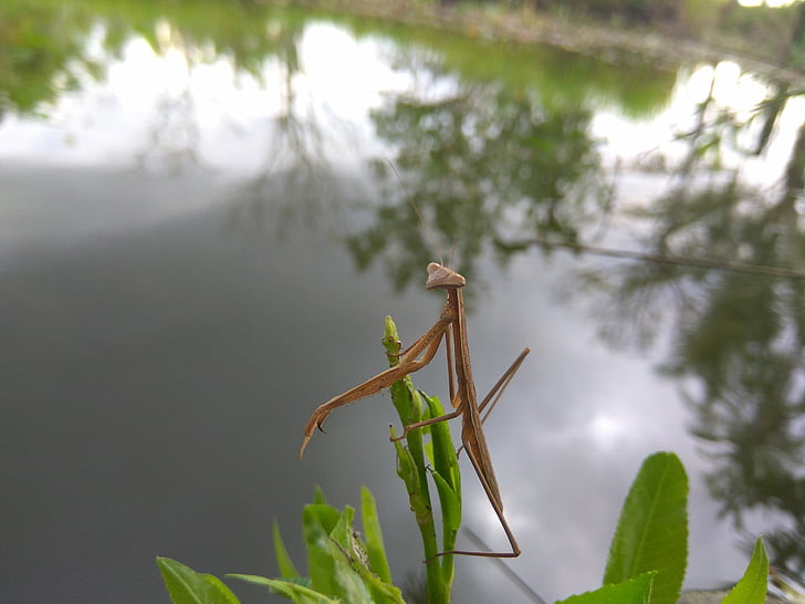 animals, water, plants, beautiful, close objects