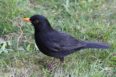 Blackbird, burung hitam, padang rumput, musim panas, hitam, alam, hewan