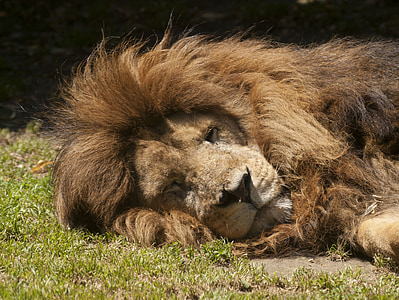 lion, sleep, zoo, animal