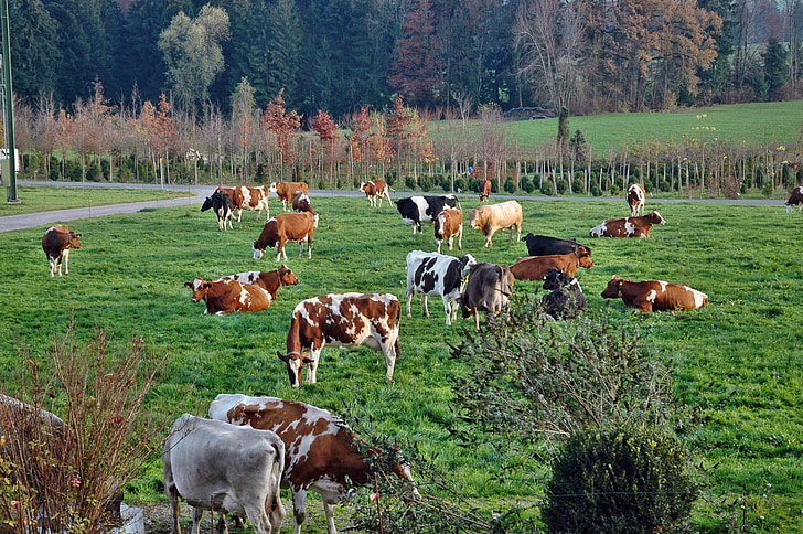 αγελάδες, κοπάδι των αγελάδων, τοπίο, Γεωργία, βόσκουν, βοοειδή