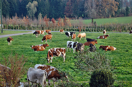lehmad, lehma karja, maastik, põllumajandus, söövad, veised