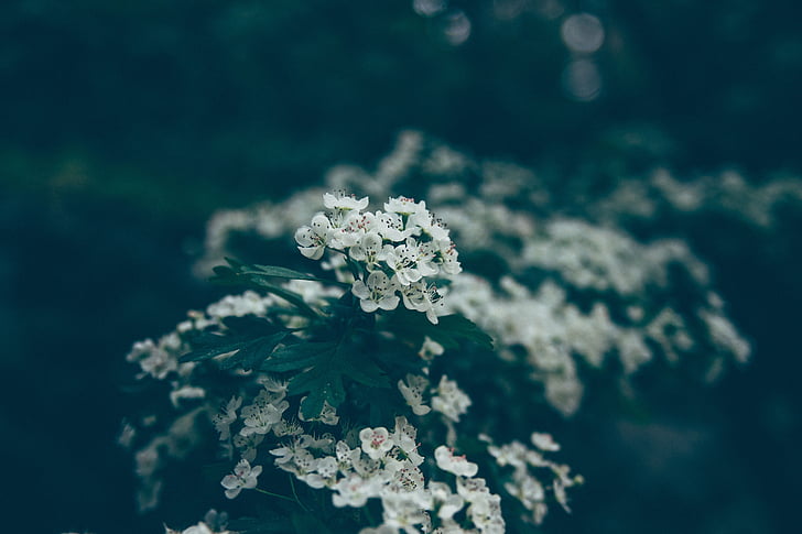 цвете, природата, растителна, Открит, Градина, мъгла, бяло