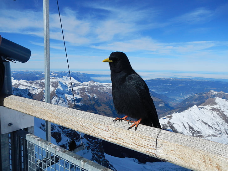 madár, hegyek, hó, Jungfraujoch, alpesi, madarak, felhők