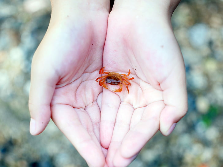 palm, crab, japanese freshwater crab, river, summer, hand