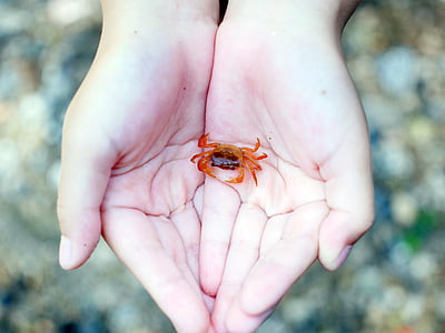 Palm, Krabbe, Japansk ferskvand Krabbe, floden, sommer, hånd