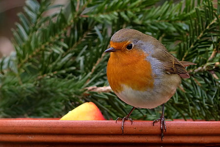 robin, bird, songbird, garden, winter, food bowl, animal