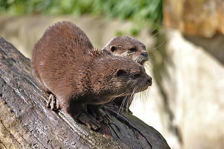otter, zoo, animal, water, wildlife photography, mammal