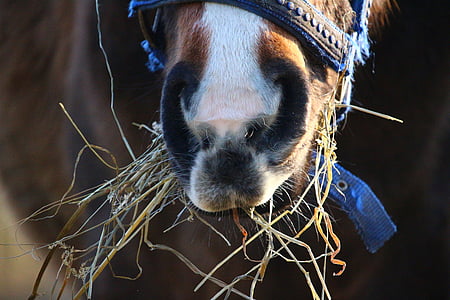 horse, foot, hay, eat, brown, grass, pasture