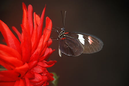 Papilio, rumanzovia, Schmetterling, Tier, Schwarz, Grün, Blatt