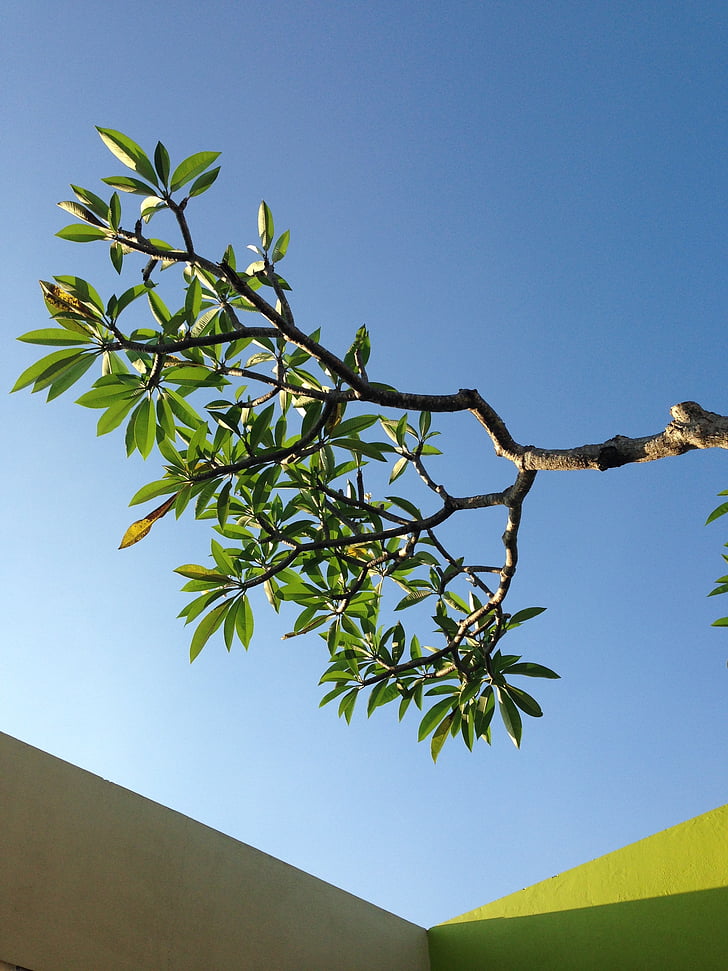 fleur de frangipanier, arbre, Sky