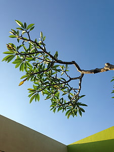 fleur de frangipanier, arbre, Sky